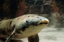 Kỳ quái loài cá “tung tăng” trên cạn, tuyệt thực 5 năm vẫn khoẻ re 