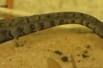 Phát hoảng loài rắn kỳ dị nhất Việt Nam, có tới 2 chiếc 'râu'