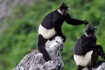 Quần thể voọc quý hiếm đang hồi sinh: Loài chỉ có ở Việt Nam! 