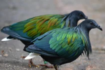 Tò mò bồ câu Nicoba siêu hiếm xuất hiện tại Vườn Quốc gia Côn Đảo 