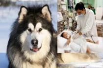 Bé trai 2 tuổi bị chó Alaska cắn rách khí quản