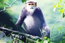 2 cá thể voọc mới phát hiện tại Đồng Nai: Là loài siêu quý hiếm?