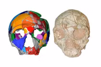 Tìm thấy hóa thạch hộp sọ có niên đại cổ nhất ngoài châu Phi