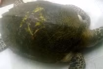 Rùa biển và loạt động vật “quý như vàng” dạt vào bờ biển Việt Nam