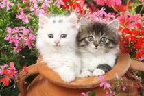 Tất tật "bảo bối" chiêu tài hút lộc, rinh may mắn cho người tuổi Mão