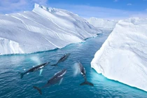 Tò mò những âm thanh kỳ lạ ở Bắc Cực và Nam Cực