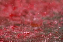 “Cơn mưa máu” bí ẩn hé lộ dấu vết về người ngoài hành tinh?