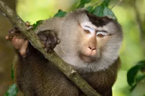 Soi 2 cá thể khỉ “quý như vàng” thả về Khu bảo tồn Tà Cú