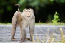 Khỉ đuôi lợn tấn công 3 người ở TP.HCM: Là loài cực quý? 