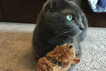 Mèo “tiên tri” Cass trổ tài dự đoán kết quả bóng đá World Cup 2022 