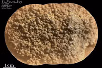 NASA phát hiện hàng trăm “trứng nhện” trên sao Hỏa... dấu hiệu sự sống? 