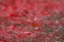 Mưa máu bí ẩn đổ ào xuống Trái Đất, giật mình lời giải 