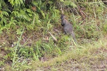 Hai cá thể chuột túi ở Cao Bằng đã chết: Có phải loài quý hiếm?