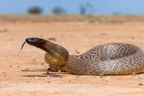 Thót tim loài rắn độc nhất thế gian, có thể giết 100 người cùng lúc