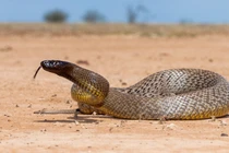 Thót tim loài rắn độc nhất thế gian, có thể giết 100 người cùng lúc