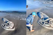 Những lần "thủy quái" bất ngờ dạt vào bờ gây hoang mang dư luận 