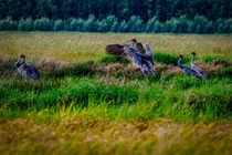 Sếu đầu đỏ về lại khu bảo tồn Phú Mỹ, loài quý hiếm sao? 