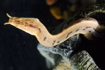 Top loài rắn kỳ dị ám ảnh nhất hành tinh: Ở Việt Nam có nhiều! 