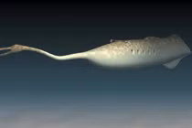 Bí ẩn quái vật cổ đại có mắt nhô ra khỏi cơ thể