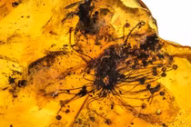 Bí mật bông hoa trong hổ phách gần 40 triệu năm tuổi 