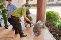 Vườn Quốc gia Vũ Quang tiếp nhận rắn hổ mang chúa: Loài cực hiếm!