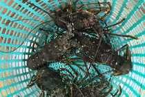 Tôm hùm xanh hết thời “giải cứu”, tăng giá đắt ngang cua hoàng đế 