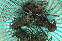 Tôm hùm xanh hết thời “giải cứu”, tăng giá đắt ngang cua hoàng đế 