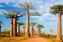 Loài cây khổng lồ ở châu Phi có tuổi thọ sánh ngang trời đất