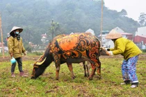 Trâu hóa hổ cho ngày lễ Tịch điền năm Dần