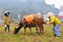 Trâu hóa hổ cho ngày lễ Tịch điền năm Dần