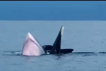 Cá voi bất ngờ xuất hiện ở biển Cô Tô, thoải mái bơi gần tàu cá 