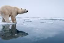 Động vật tiến hóa thế nào để thích ứng với biến đổi khí hậu?