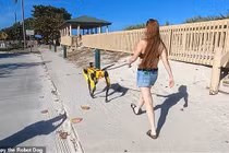 Chó robot giá 75.000 USD tự hoạt động, chơi đùa với chó thật khác