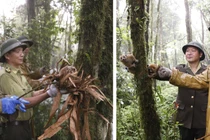 Thả 20 cá thể động vật về rừng Hoàng Liên: Toàn loài quý hiếm! 