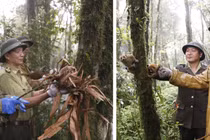 Thả 20 cá thể động vật về rừng Hoàng Liên: Toàn loài quý hiếm! 