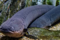 Phát hãi 4 thủy quái hung dữ ẩn náu ở sông Amazon 