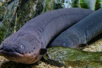 Phát hãi 4 thủy quái hung dữ ẩn náu ở sông Amazon 