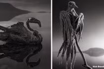 Kỳ bí hồ nước khiến động vật hóa xác ướp