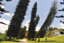 Lạ lùng loài cây luôn nghiêng về xích đạo, mãi chưa có lời giải