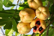 Loại quả kịch độc, ăn vào chết như chơi, bỗng trở thành món ngon