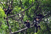 Voọc chà vá chân xám quý hiếm sao được Quảng Ngãi bảo tồn gấp? 