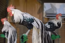 Tò mò giống gà quý tộc đắt nhất hành tinh, đại gia thi nhau lùng 