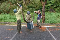 Tò mò trăn gấm 4m siêu hiếm quấn chết khỉ dưới núi Sơn Trà 