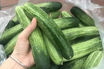 Dưa chuột rớt giá thảm hại còn 1.000 đồng/kg, dân chẳng buồn hái