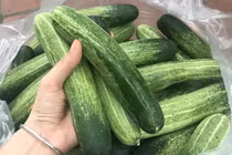 Dưa chuột rớt giá thảm hại còn 1.000 đồng/kg, dân chẳng buồn hái