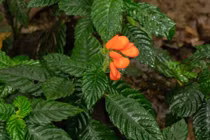 Phát hiện loài hoa dại tưởng đã tuyệt chủng ở Ecuador từ 40 năm trước