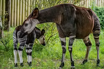 Tận mục loài động vật quý hiếm được mệnh danh “kỳ lân châu Phi“