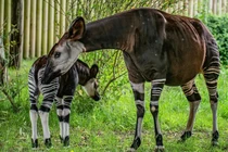 View - Người dân Quảng Trị giao nộp cá thể khỉ mặt đỏ quý hiếm | Báo Tri thức và Cuộc sống - TIN TỨC PHỔ BIẾN KIẾN THỨC 24H