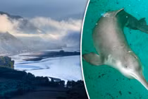 "Nữ thần sông Dương Tử" chính thức tuyệt chủng: Chuyên gia lo ngay ngáy! 