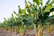 Tại sao có hai cây chuối non trong tang lễ của người Việt?